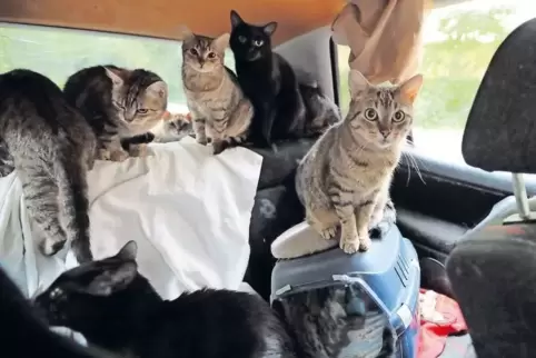 Blick in das Auto, in dem Mutter und Tochter Schneider mit ihren Katzen leben.