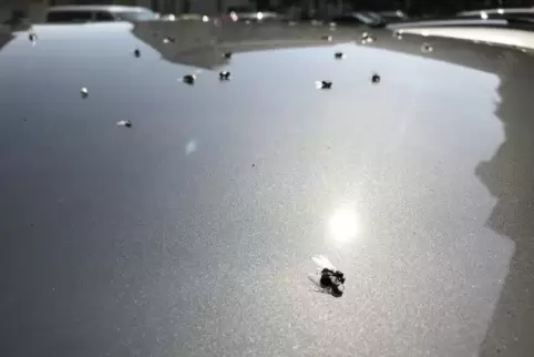 Geflügelte Ameisen auf einem Autodach.  Foto: boe