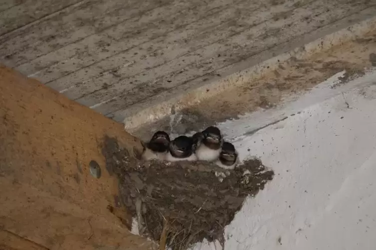 Vier in einem Nest: Rauchschwalben-Nachwuchs im Kuhstall. Foto: tbg