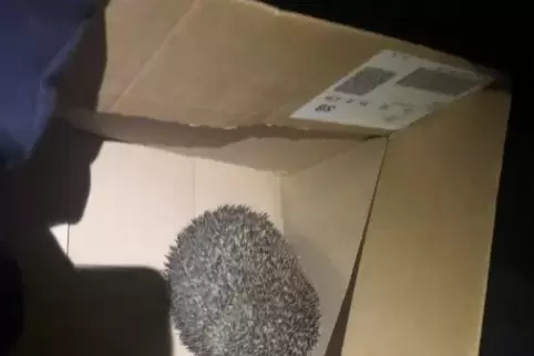 Der gerettete Igel wurde in einem Karton transportiert.  Foto: POLIZEI 