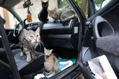 Das Auto voller Katzen fährt jetzt wieder umher. Foto: Benndorf