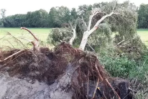 Diesen Baum an der Auffahrt zur B9 hat es entwurzelt. Foto: krx