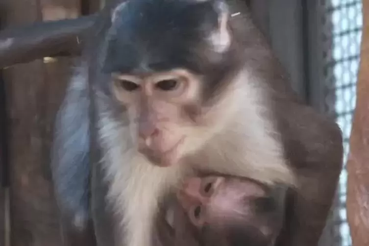 Weißscheitelmangaben: Das Affenbaby ist eines der Tiere, die jetzt an andere Zoos abgegeben wurden.   Archivfoto: van
