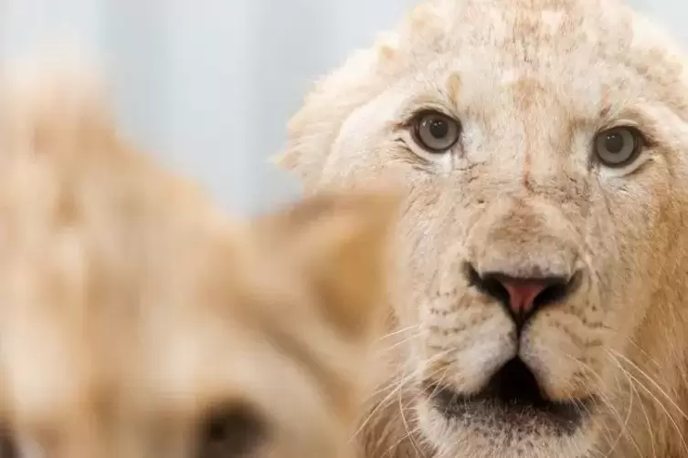Zwei weiße Löwen sind derzeit im Neunkircher Zoo zu bewundern.  Foto: Zoo neunkirchen