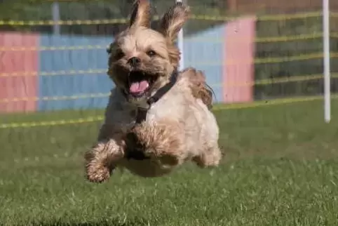 Alle dürfen mitrennen um den Titel „Schnellster Hund der Südpfalz“.  Archivfoto: van