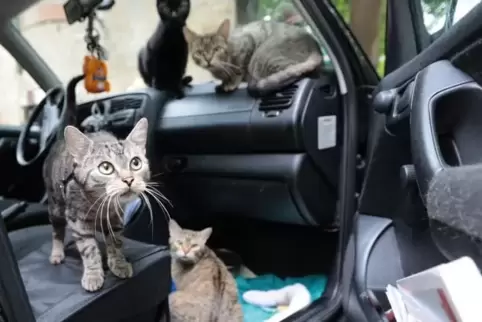 Die beiden Frauen und ihre Katzen müssen seit Donnerstag nicht mehr im Auto hausen.  Archivfoto: Benndorf
