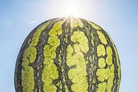 Wassermelone aus der Pfalz.