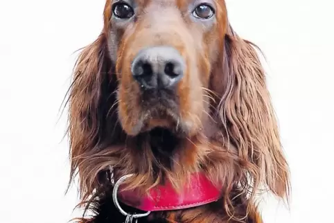 Für den ersten Hund sind an Steuern zu zahlen: in Landau 120 Euro, in Pirmasens 108 Euro, in Ludwigshafen und Speyer jeweils 105