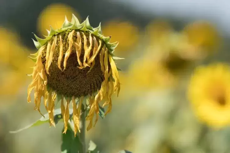 Bei der Hitze machen selbst Sonnenblumen schlapp. Foto: dpa 