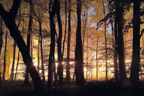 Als die Feuerwehr am späten Abend den Tivoli-Park erreichte, stand das ehemalige Löwen- und Tigergehege bereits in Vollbrand. Di
