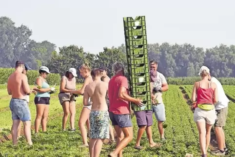 ... die Sonne, in der heißesten Woche des Jahres über einem der Rucola-Felder von Landwirt Walter Schmitt aus Assenheim. Gegen M