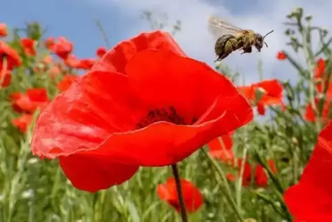 Eine Biene bei der Arbeit im Klatschmohnfeld . Foto: Thomas Wrnack/dpa