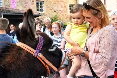 Esel Bens jüngster Auftritt beim Eselshautfest. Foto: Mehn