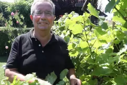 Karl Münzing mit Weintrauben aus Schweigen in seinem Hagenbacher Garten.  Foto: van