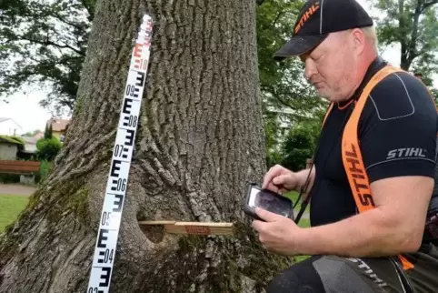 Guido Sprenger hat einen Hohlraum in einem Baum auf dem Friedhof entdeckt. Die Nisthilfe für manche Vogelart ist für den Baum ab