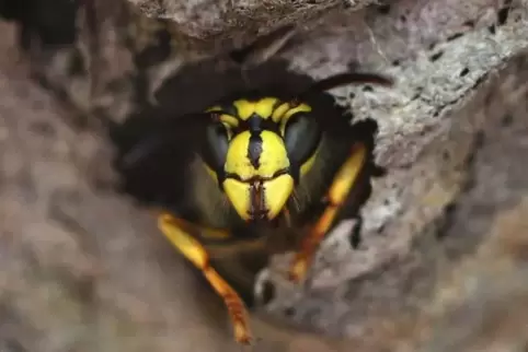 Eine Wespe schlüpft aus einem Wespennest. Foto: dpa