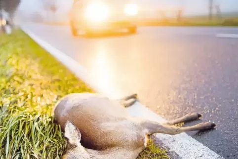 Ein Rehe hat den Unfall nicht überlebt.