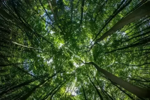 Im Dudenhofener Wald war die Frau mit ihrem Mann spazieren gegangen.  Foto: Jens Büttner/dpa