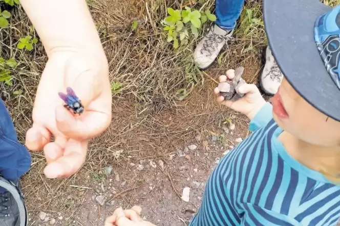 Andrea Frech zeigt Christian eine Blaue Holzbiene.