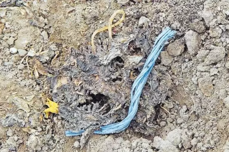 Auf diesem Acker im mittleren Rhein-Pfalz-Kreis fanden die Vogelsch&uuml;tzer Gummiringe und blaue Plastikkordeln.