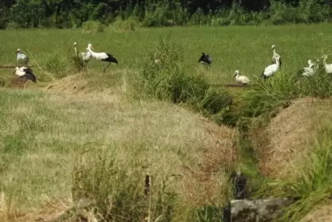 Gemeinsames Mahl auf den Queichwiesen bei Ottersheim.   Foto: Hilsendegen