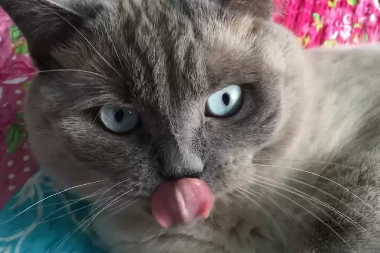 chiko1.JPG