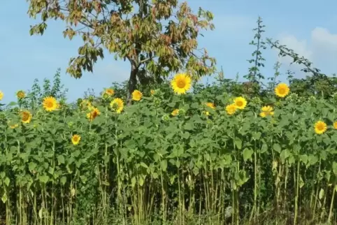 Entlang des Höhenwegs recken Sonnenblumen ihre Köpfe gen Himmel.  Foto: wm