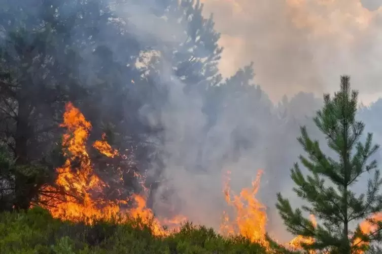Eine Situation, die niemand sehen will: ein Waldbrand. Foto: dpa