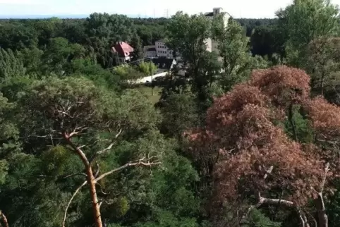 Braune Kiefern haben keine Überlebenschance, sie werden nicht mehr austreiben.  Foto: van