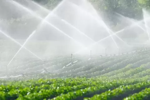 Verklagen die Naturschützer die SGD? Foto: DPA