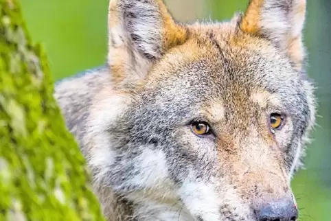 Der Wolf löst tiefsitzende Ängste aus.