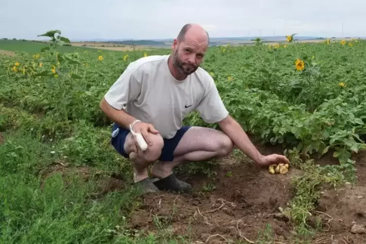 Hanno Niederauer aus Stetten überprüft Größe und Beschaffenheit seiner Kartoffeln, die ab Anfang September gerodet werden sollen