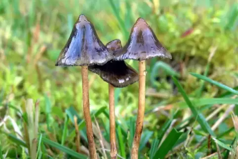 Pilze wie diese wachsen auch hierzulande auf Wiesen. Sie enthalten den halluzinogenen Wirkstoff Psilocybin.  Foto: Georg Müller/
