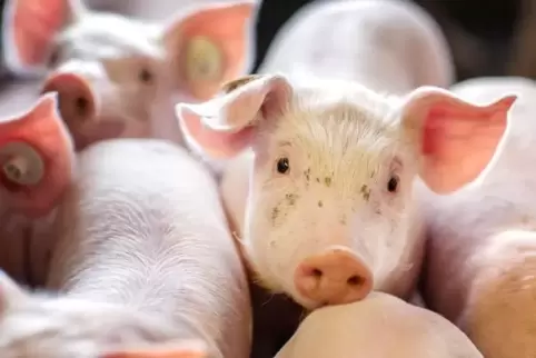 Der Schweinebestand in Rheinland-Pfalz ist in den letzten Jahren deutlich zurückgegangen.  Foto: dpa