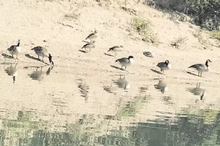 Zahlreiche Wasserv&ouml;gel leben am und im Otterst&auml;dter Altrhein.