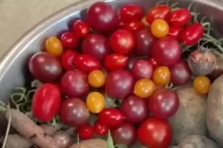 Tomaten aus dem eigenen Garten sind etwas Besonderes. Archivfoto: cn