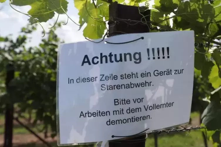 Warnschild an einer Rebzeile in Kirchheim.  Foto: Benndorf