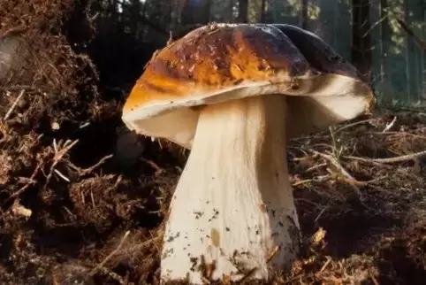 Laut Erich Bettag seit einigen Jahren auf dem Rückzug im Dudenhofener und Hanhofener Wald: der Steinpilz. Foto: dpa