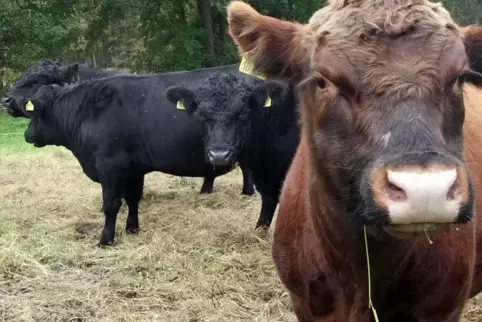 Landwirte sollten ihre Rinder, Schweine und andere Tiere möglichst von Wildtieren fernhalten Symbolfoto: Lenz