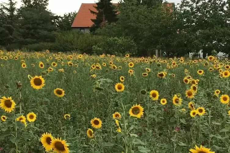 Am Rand von Laumersheim erfreut ein Feld mit Sonnenblumen das Auge.  Foto: Werdelis