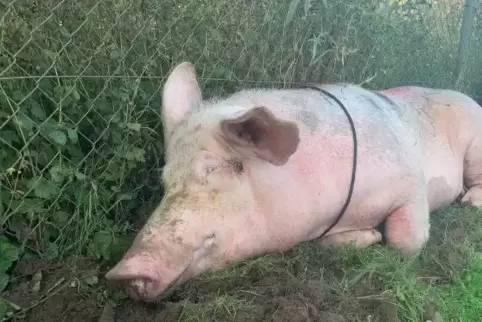Die Berufstierrettung hat sich entschieden, ein Foto ohne die Beschmierungen zu veröffentlichen, um der Provokation keine Bühne 