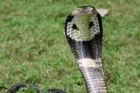 Monokelkobras gehören zu den giftigsten Schlangenarten der Welt. Ihr Biss kann binnen Minuten bis innerhalb eines Tages zum Tod 