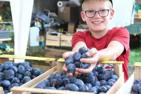 Überall Quetsche: Da freut sich auch Julian (7 Jahre) am Stand der Obst- und Gemüsescheune Müller-Ebrecht. Foto: Franck