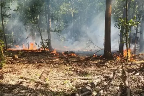 150 bis 200 Quadratmeter Unterholz standen in Flammen. Foto: Feuerwehr