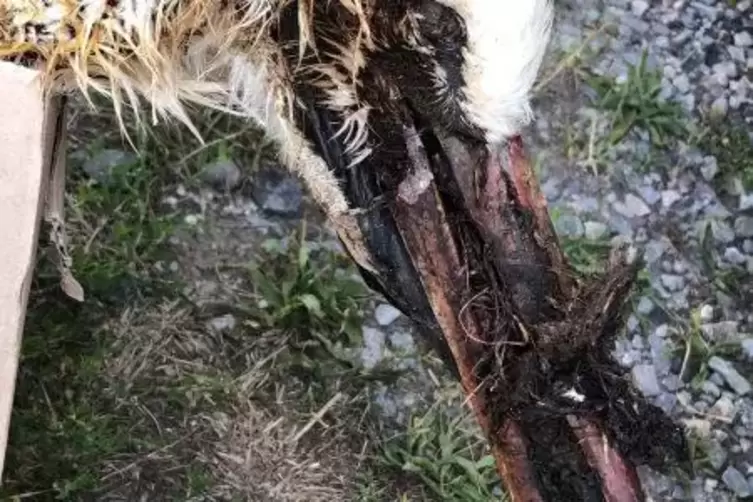 Nicht sch&ouml;n: Storch nach Kontakt mit einer Stromleitung.  Foto: Lehmann