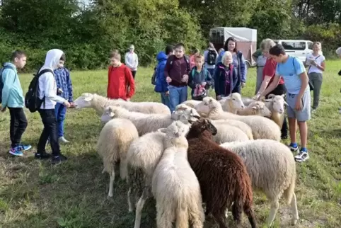 Schafherde in Berghausen: Einige Schüler haben noch nie das Fell eines Schafs berührt. Foto: Lenz