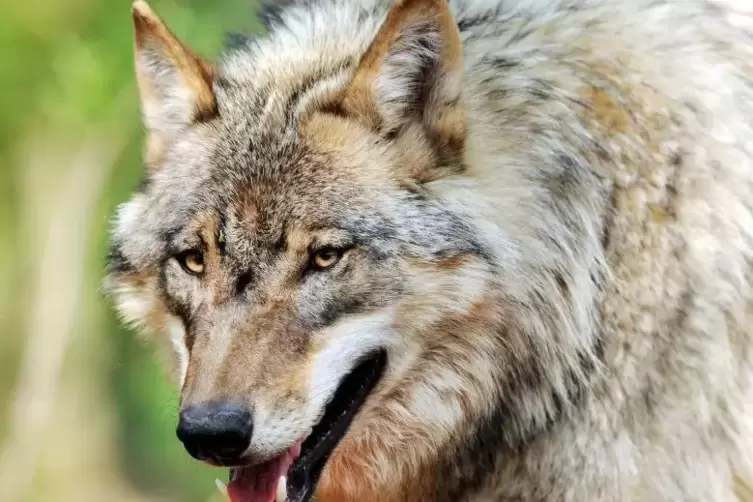 Ein Wolf in einem Wolfcenter-Gehege. Foto: dpa