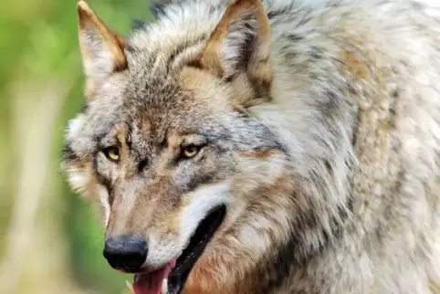 Ein Wolf in einem Wolfcenter-Gehege. Foto: dpa