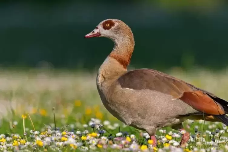 Flexibel bei der Nistplatzwahl, die Nilgans. Foto: Sch&auml;f