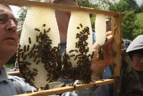 Die Teilnehmer eines Schnupperkurses kontrollieren eine Drohnenwabe. Was die fleißigen Bienchen so produzieren und wie sie gehal
